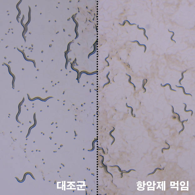 항암제가 예쁜꼬마선충의 성장과 생식에 미치는 영향. 항암제를 투여하지 않은 벌레(왼쪽)에 비해 항암제를 투여한 벌레는 성장이 느려지고, 알을 훨씬 적게 낳는 것을 확인할 수 있다.