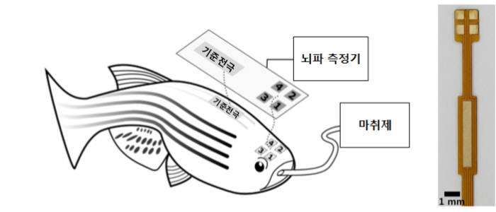 DGIST 로봇공학전공 김소희 교수 연구팀이 개발한 제브라피쉬의 정밀한 뇌파를 측정할 수 있는 다채널 뇌파 측정 기술 모식도.