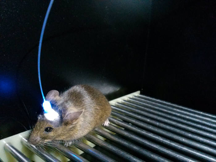 KAIST가 개발 중인 퇴행성 뇌질환 극복시스템 실험 장비를 쥐의 뇌에 연결한 모습.