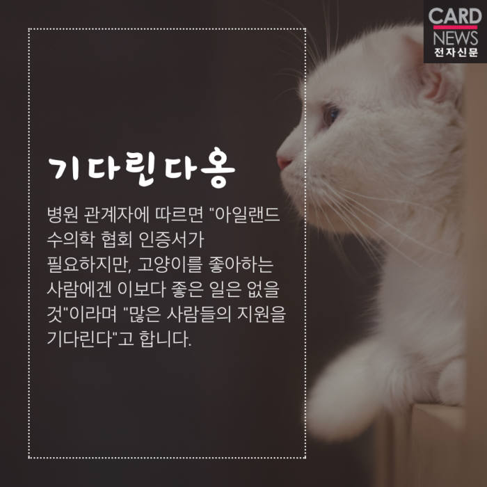 [카드뉴스]고양이 안아주면 '연봉 3000만원'