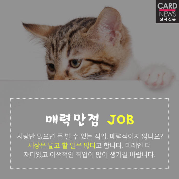 [카드뉴스]고양이 안아주면 '연봉 3000만원'