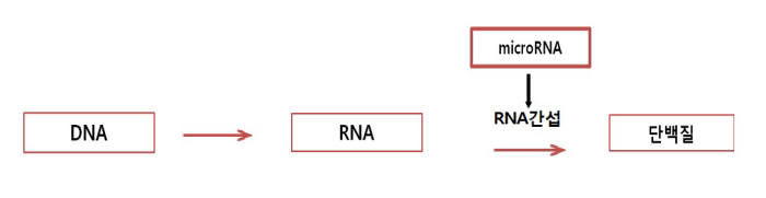 DNA와 마이크로RNA, RNA간섭 과정.