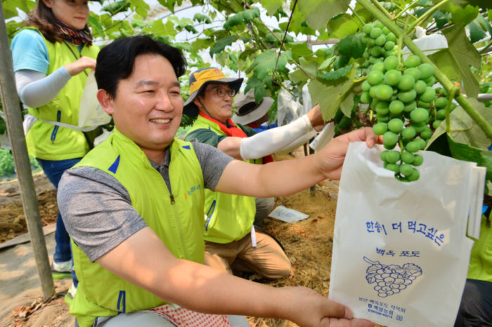 서윤성 농협은행 부행장이 포도밭에서 일손돕기에 나섰다.