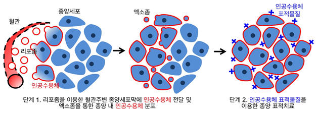 종양 내 인공수용체 전달을 통한 협동 표적치료를 보여주는 모식도