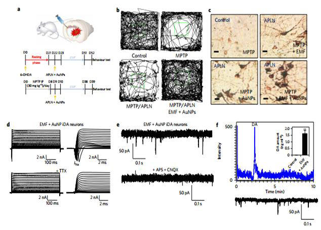 나노 일렉트로닉스 기술을 이용해 신개념 생체 내(in vivo) 도파민 신경세포 직접교차분화 리프로그래밍한 것