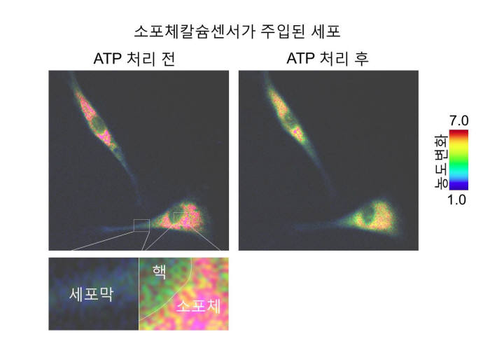 칼슘센서가 주입된 세포의 소포체 칼슘 농도 변화 측정. 붉은 부분일수록 고농도. 아데노신삼인산(ATP) 처리시 농도 감소.