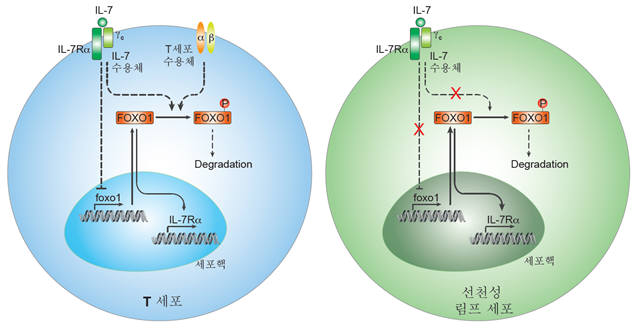 T세포와 선천성 림프세포에서의 FOXO1 전사인자의 차별적 조절을 통한 IL-7수용체의 발현 조절 모식도