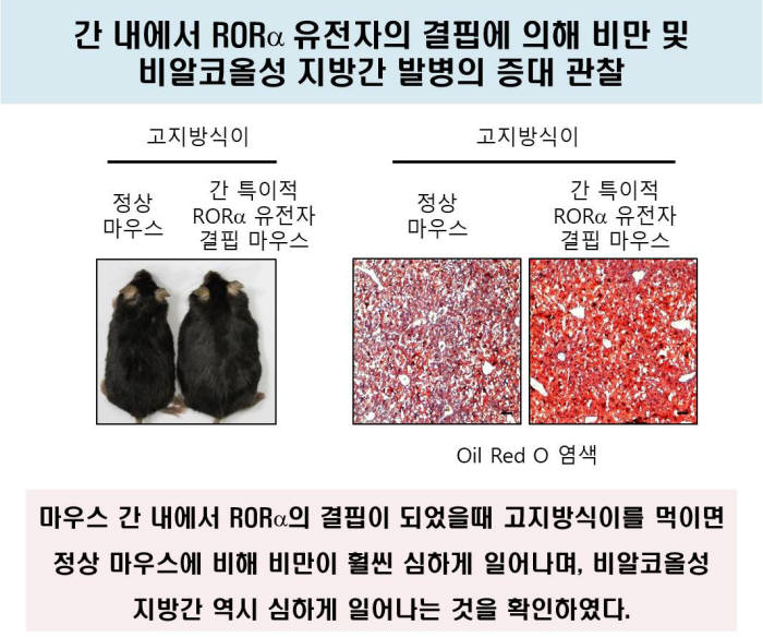 RORα 제거 생쥐 실험 결과