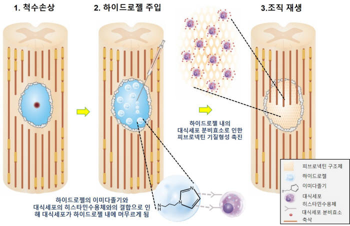 주입형 하이드로젤의 도입 및 조직재생 유도과정