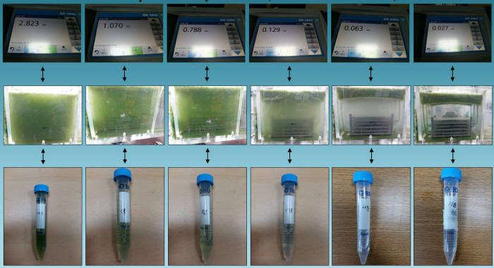 새로 개발한 녹조제거 시스템을 이용한 녹조 응집 변화 과정