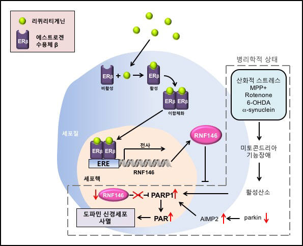 감초 추출물 리퀴리티게닌(Liquiritigenin)의 도파민 신경세포 사멸 억제 메커니즘을 나타낸 모식도