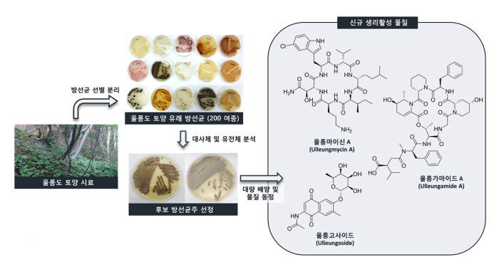 울릉도 유래 토양 방선균에서 발굴한 생리활성물질 연구 개요