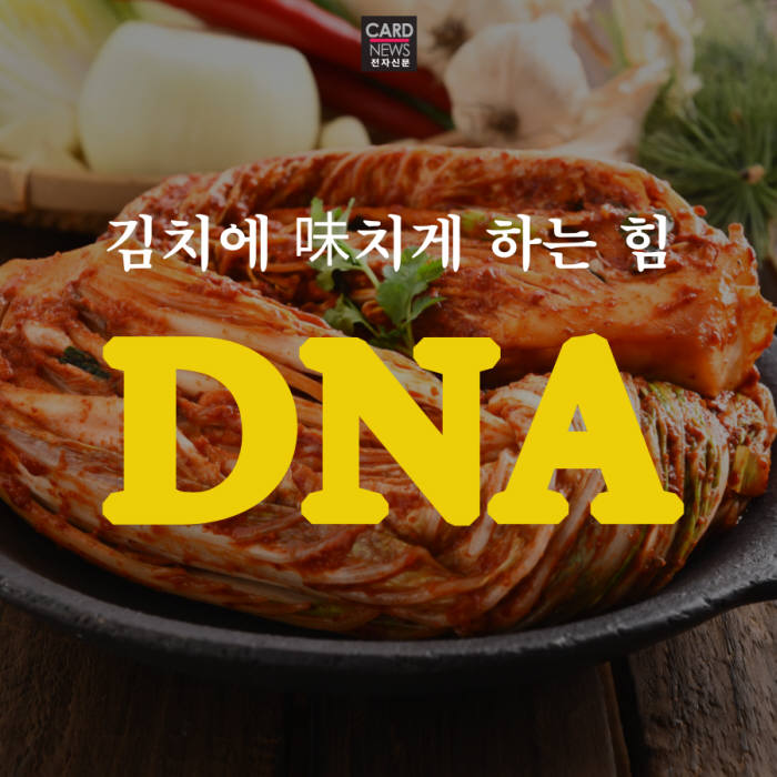 [카드뉴스]김치 맛의 비밀