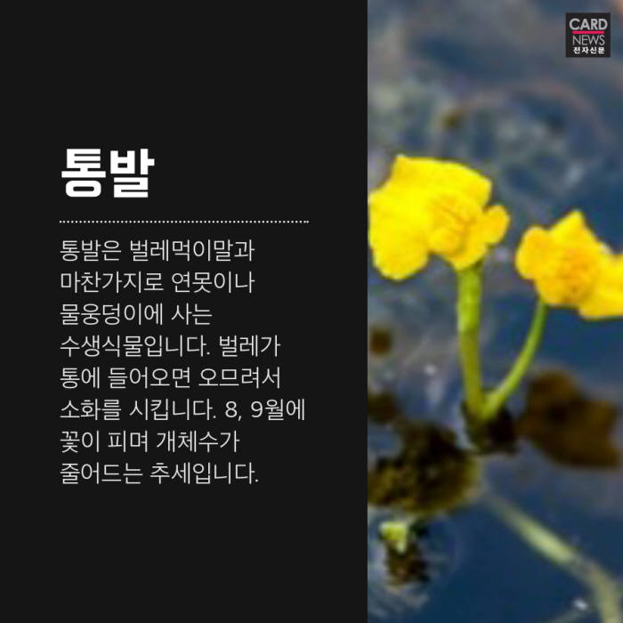 [카드뉴스] 날 '풀'로 보지마, 벌레잡는 식물