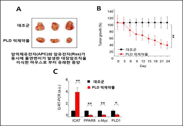 PLD 억제약물을 투여했을 때와 대조군을 비교한 실험 결과 모습