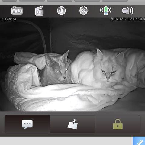 반려동물을 관찰하려고 설치한 IP카메라가 사생활 유출 경로로 떠올랐다.