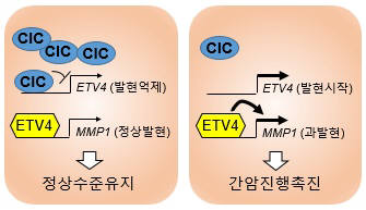 CIC가 ETV4 발현을 억제하면 ETV4가 MMP1을 정상발현 시켜 정상 수준을 유지할 수 있지만(왼쪽), CIC가 줄어들면 ETV4가 발현 되고, ETV4의 발현은 MMP1을 과발현 시켜 간암 진행이 촉진된다(오른쪽)