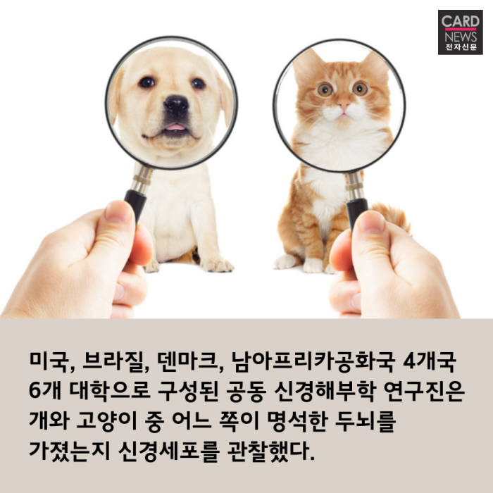 [카드뉴스]개와 고양이 누가 더 똑똑할까
