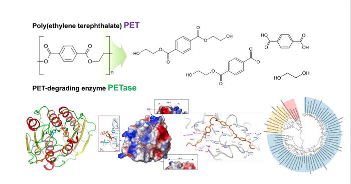 PET 분해 모식도 및 PET 분해 신규 효소(PETase) 단백질 결정 구조와 원리 개념도