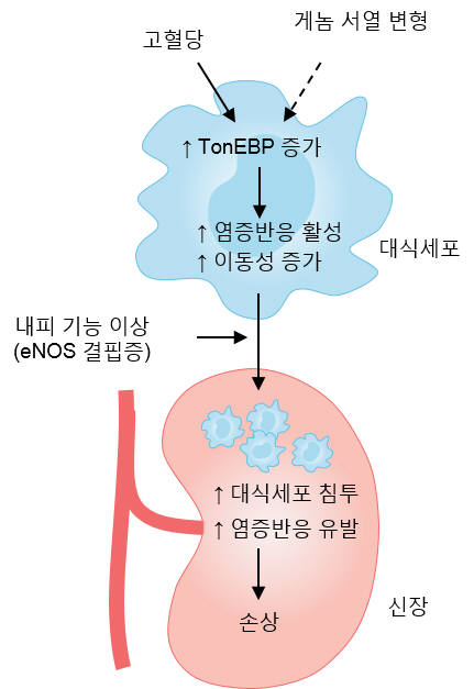 연구이미지. 고혈당 환경이 톤이비피 유전자를 활성화시켜 대식세포의 염증반응이 일어나 신장이 손상되는 과정.