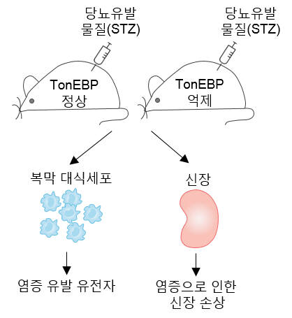 연구이미지. 당뇨병 실험쥐를 이용해 당뇨병성 신증을 유발하는 원인 유전자(TonEBP)를 찾는 과정.