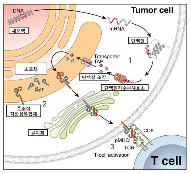 암 세포 내에서 신항원이 생성되는 과정