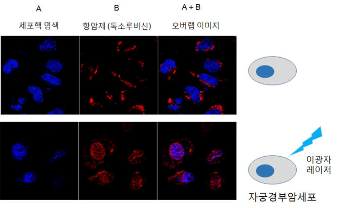 레이저 조사에 따른 나노소포체 항암제 방출 촬영 이미지
