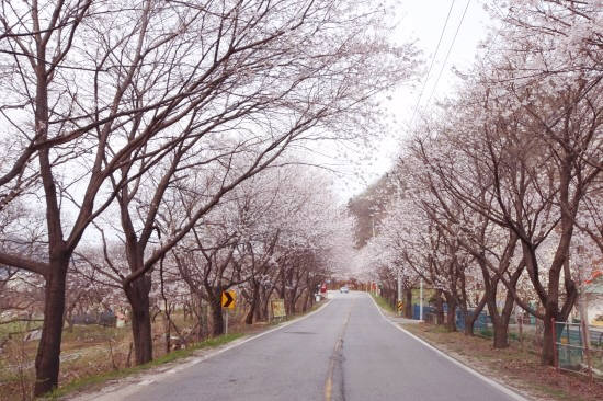 가평 삼회리 벚꽃길 드라이브 코스.