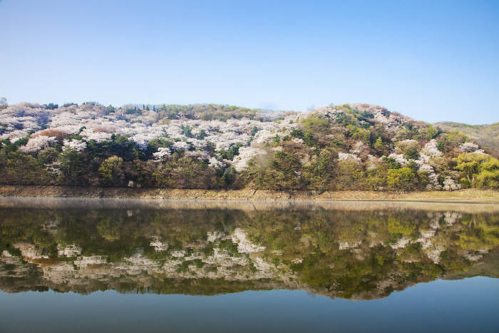 용인 영동고속도로 마성 톨게이트~에버랜드 정문 벚꽃길 드라이브 코스.