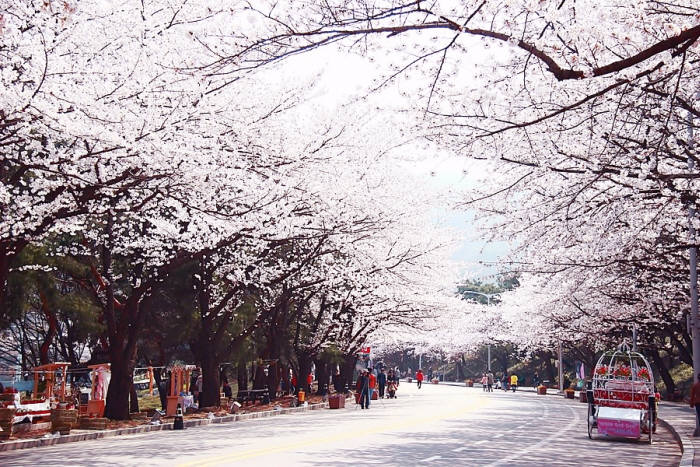 과천 서울랜드~서울대공원~렛츠런파크 벚꽃길 드라이브 코스.