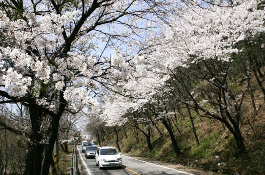 남한산성 벚꽃길 드라이브 코스.