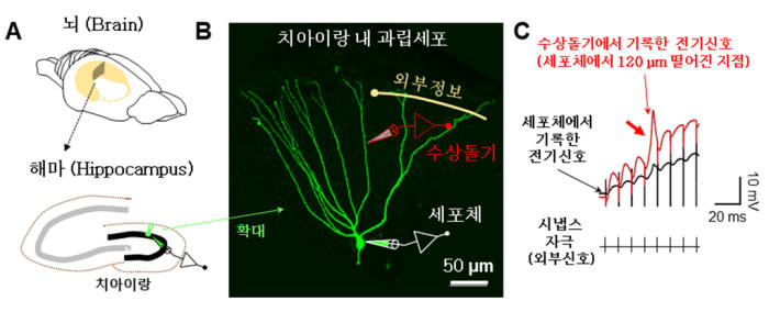 해마 내 치아이랑 과립세포의 세포체와 수상돌기에서 동시에 기록한 전기신호