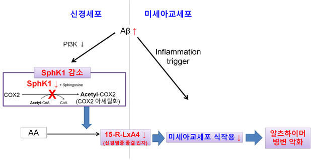 '스핑고신 키나아제1(SphK1)' 효소 감소에 따른 알츠하이머병의 악화 과정을 보여주는 모식도