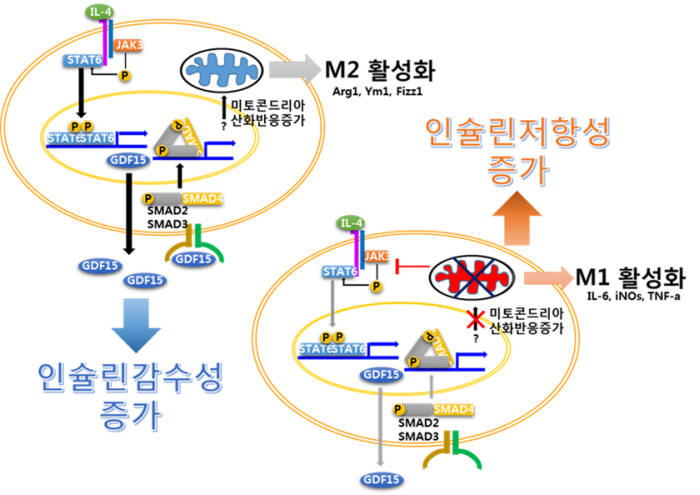 GDF15에 의한 당뇨병 개선 확인 모식도