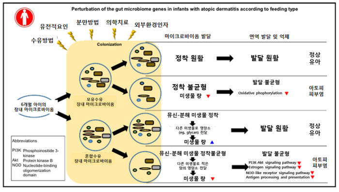 장 내 마이크로바이옴의 아토피피부염 발달 역할 제안모델