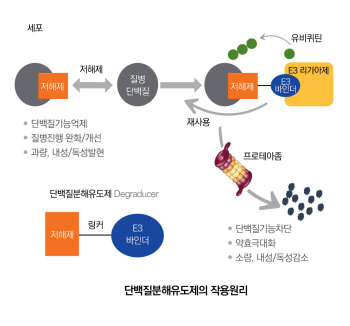 단백질분해유도제의 작용원리