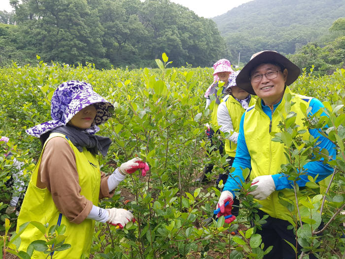 경기도 남양주시 와부읍에 위치한 아로니아 재배 농가에서 고태순 NH농협캐피탈 대표(오른쪽)와 임직원들이 농촌 일손돕기를 했다.