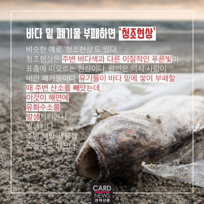 [카드뉴스]붉으락푸르락 '바다색의 비밀'
