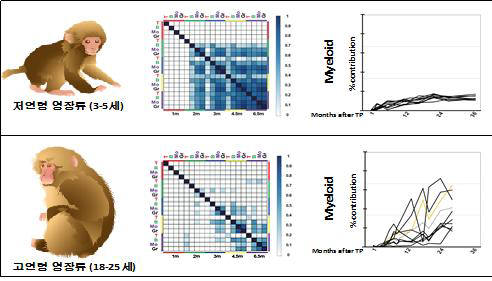 저연령 및 고연령 영장류 조혈모 줄기세포 이식 후 회복 패턴 비교.