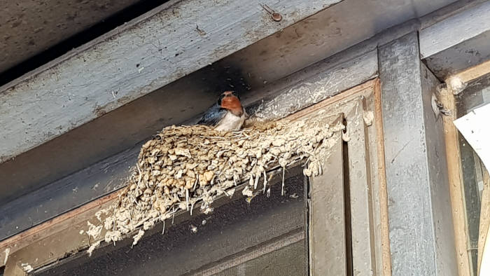 [기자의 일상]추억 물고 온 제비