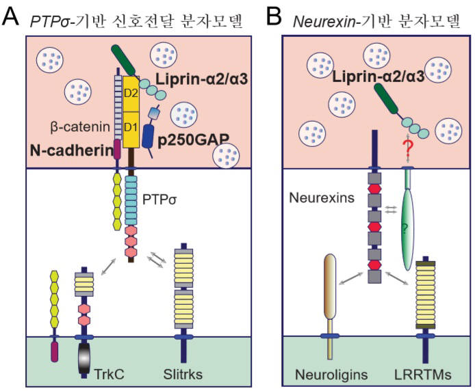 PTPσ 단백질 기반 신경세포 신호전달 모델(왼쪽)과 뉴렉신 단백질 기반 분자모델(오른쪽)