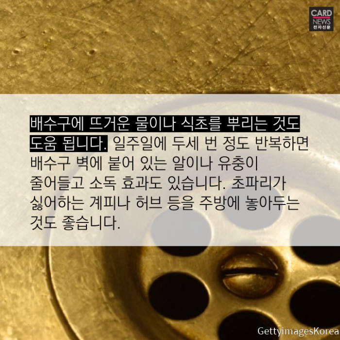 [카드뉴스]여름 불청객 '초파리' 퇴치법
