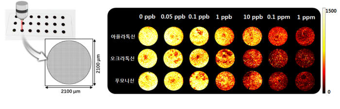 곰팡이 독소 농도에 따른 신호 검출 세기