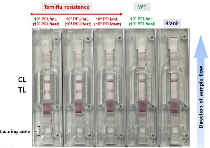 타미플루 내성 바이러스 검출 키트로 내성 여부를 검출한 결과