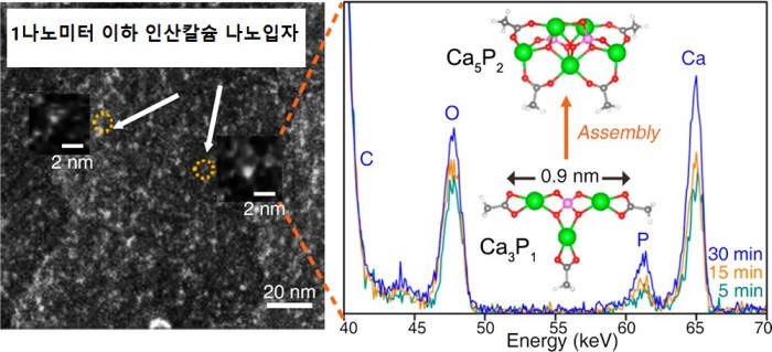 인산칼슘 나노입자를 헬륨이온 현미경으로 이미징 한 사진(왼쪽)과 인산칼슘 나노 입자가 성장초기 성장하는 과정을 비행시간 중에너지 이온산란 분석법으로 측정한 사진(오른쪽)