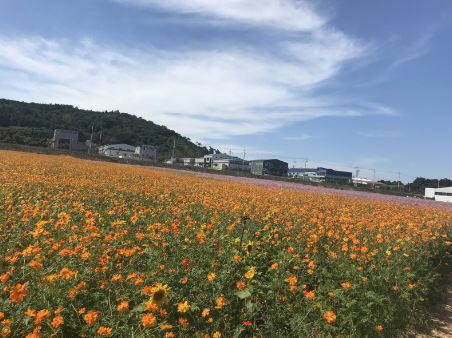 전남 영광군은 `영광 국제 스마트 e-모빌리티엑스포 임시주차장 부지 화단조성을 마쳤다.