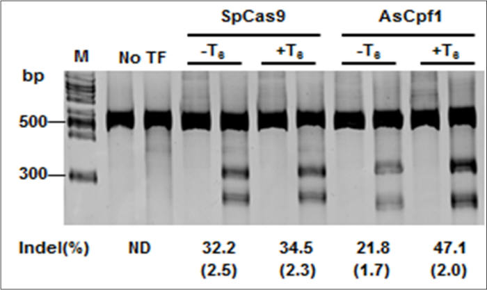 Cpf1과 Cas9에서 각각의 크리스퍼 RNA 말단에 변화를 가했을 때 변화