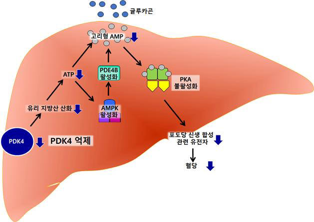 PDK4가 억제된 상황에서 감소하는 포도당 신생 합성 경로.