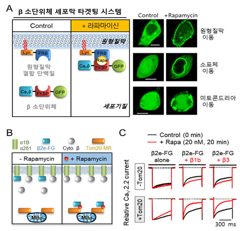 변형된 라파마이신 유도 FKBP-FRB 이합체화 기법을 활용한 칼슘채널 소단위체 이동원리(A)와 패치클램프 기법을 활용해 소단위체간 결합을 관찰결과(B) 및 칼슘유입패턴(C)