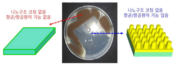나노구조에 의한 항균, 항곰팡이 성능(99% 이상) 관찰 결과